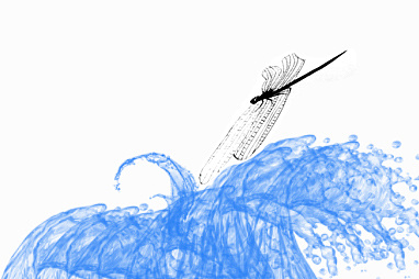 蜻蜓点水的水波图图片