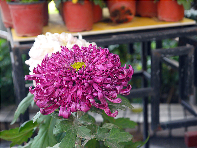 菊花（图ZMjE3MjAxMDQ=） - 产品摄影 - 站酷设计师hkljb原创素材 - 站酷ZCOOL