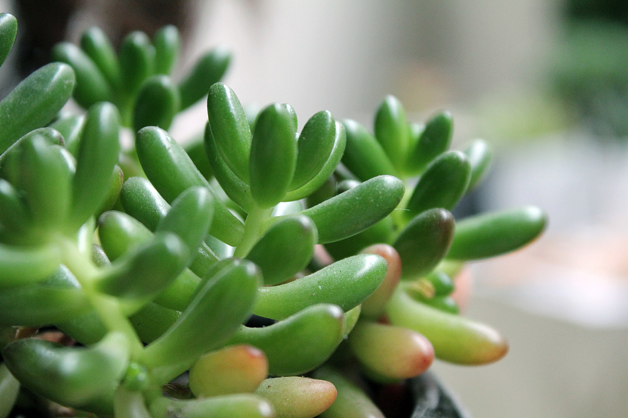 多肉（图ZOTQxMjQwOA==） - 风光摄影 - 站酷设计师mansonkorn原创素材 - 站酷ZCOOL