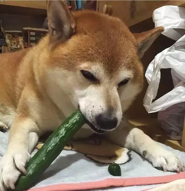 哈哈哈 看样子很喜欢呢 还是依旧喜欢吃小黄瓜