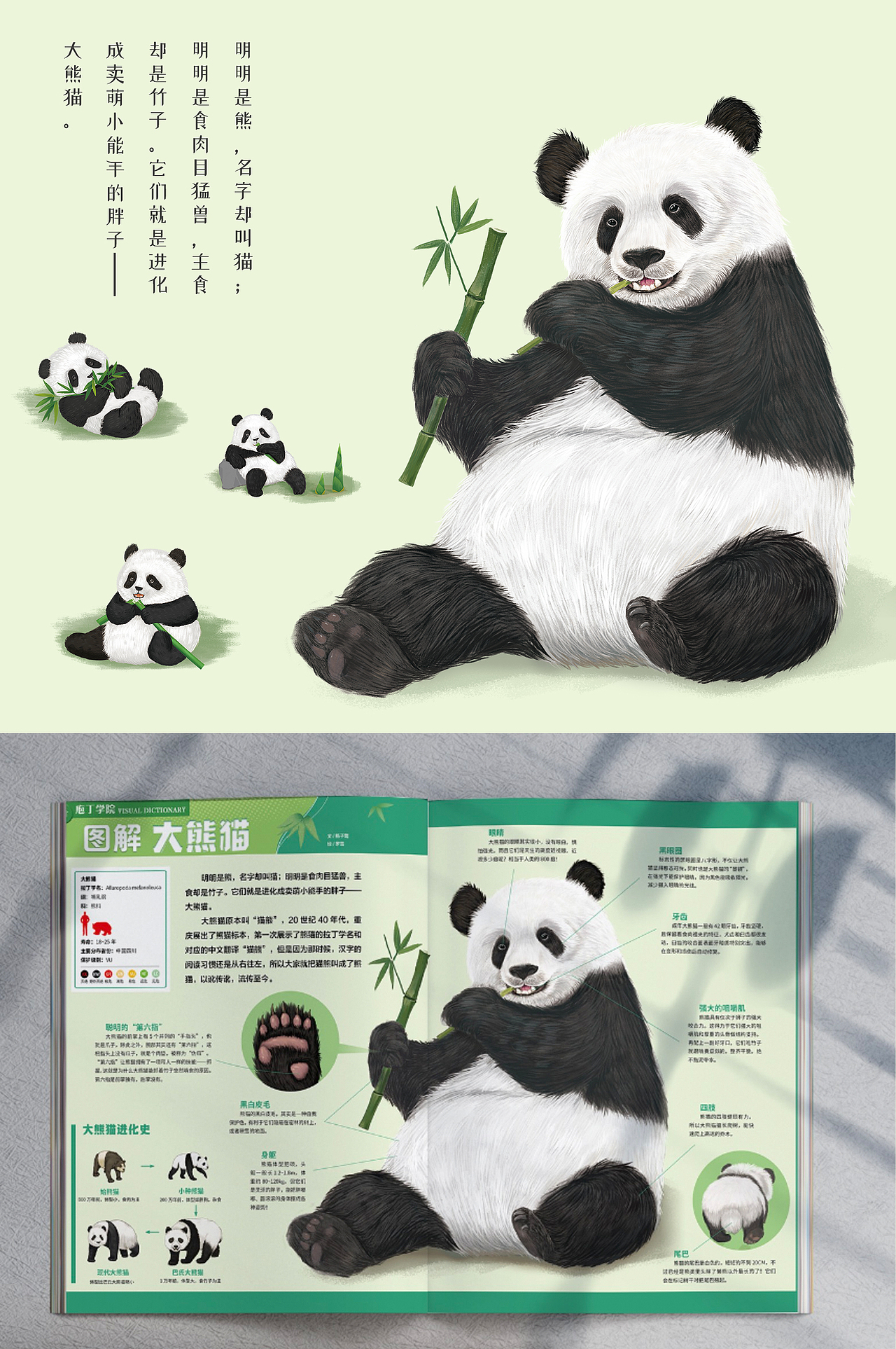 儿童绘本 图书插图配图 动物图解