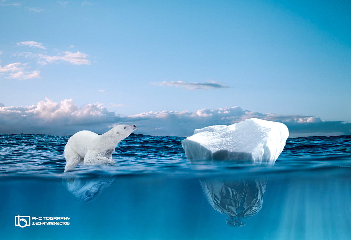 绝望的北极熊