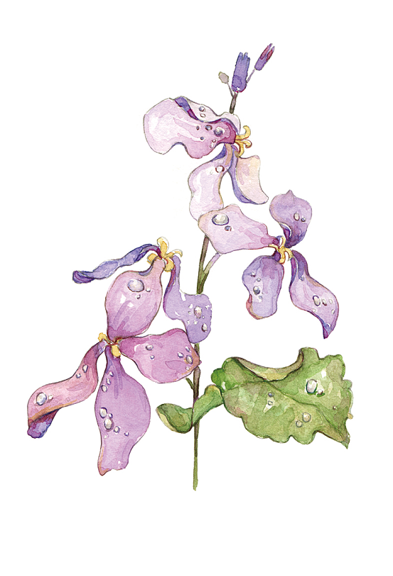 二月兰（图ZODc0ODI2NDA=） - 商业插画 - 站酷设计师R半听原创素材 - 站酷ZCOOL