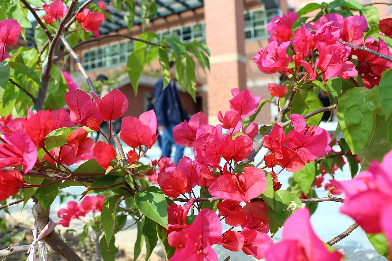 阳春三月在人海中赏花