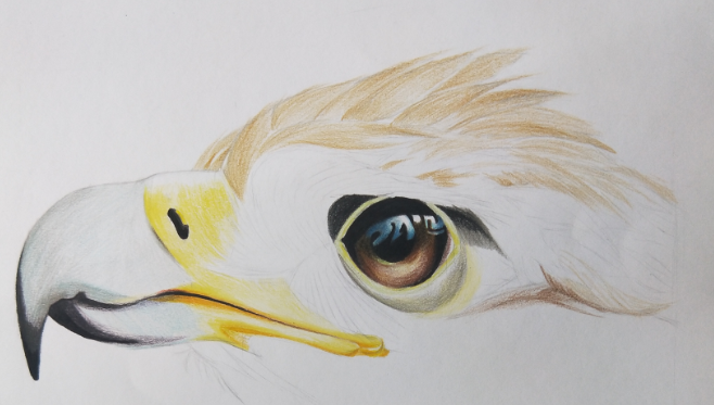 鹰的眼睛画法图片