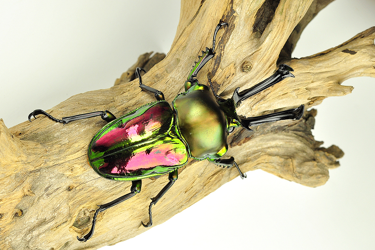 世界上最漂亮的锹甲 彩虹锹甲_i虫趣汇i-站酷zcool