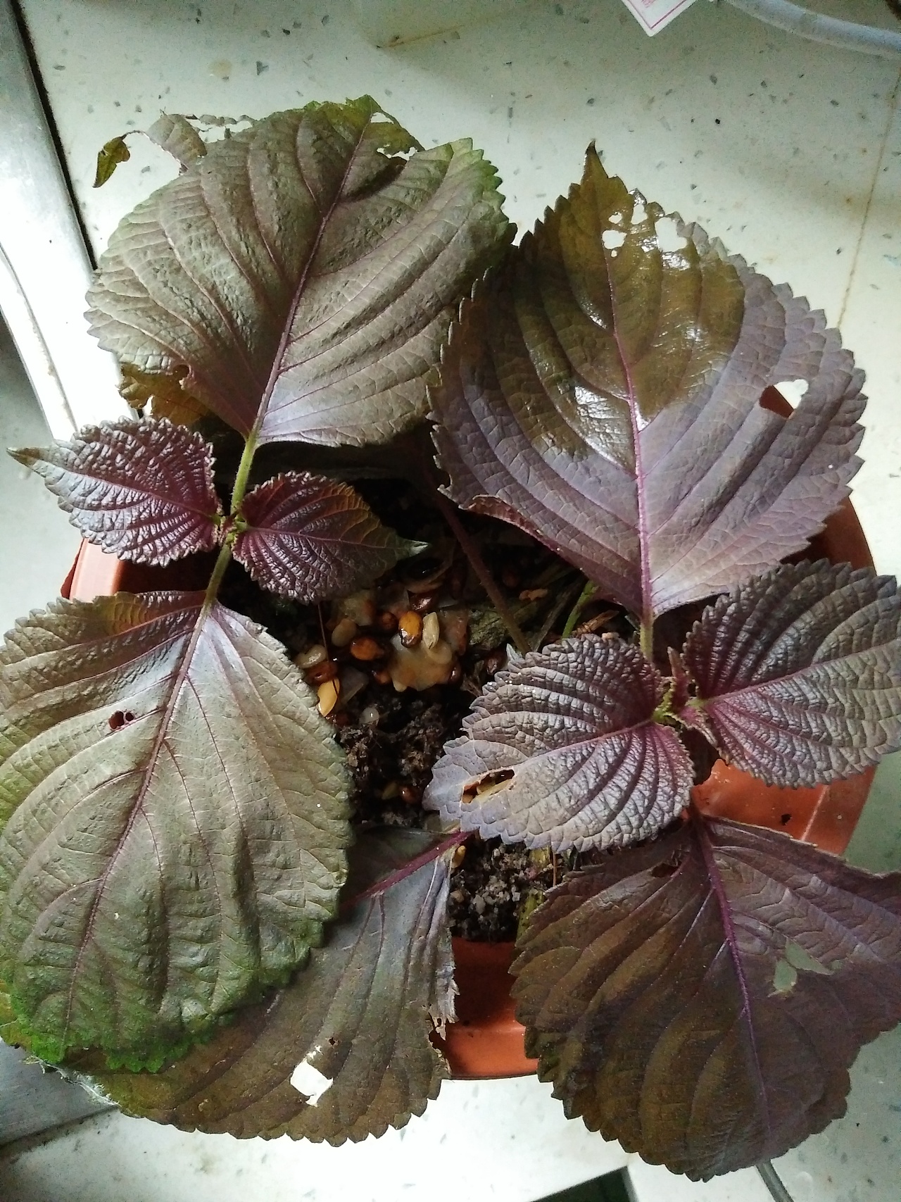 紫苏苗盆栽鲜活香草料可食用紫苏 庭院绿植 配菜去腥叶子清香野生-阿里巴巴