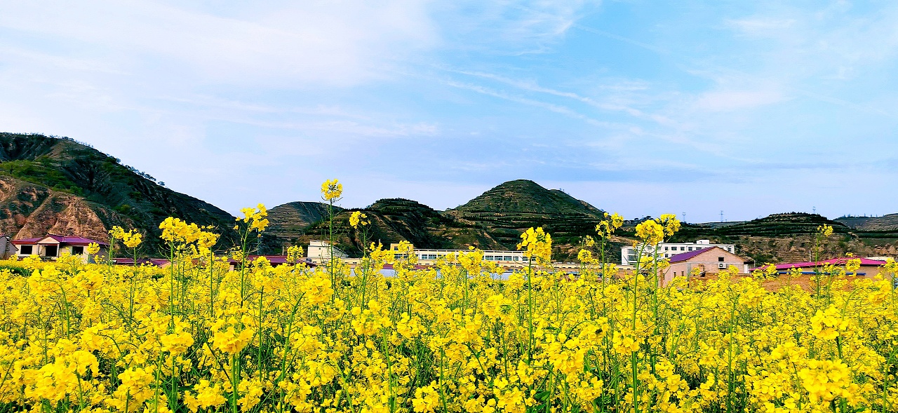 油菜花