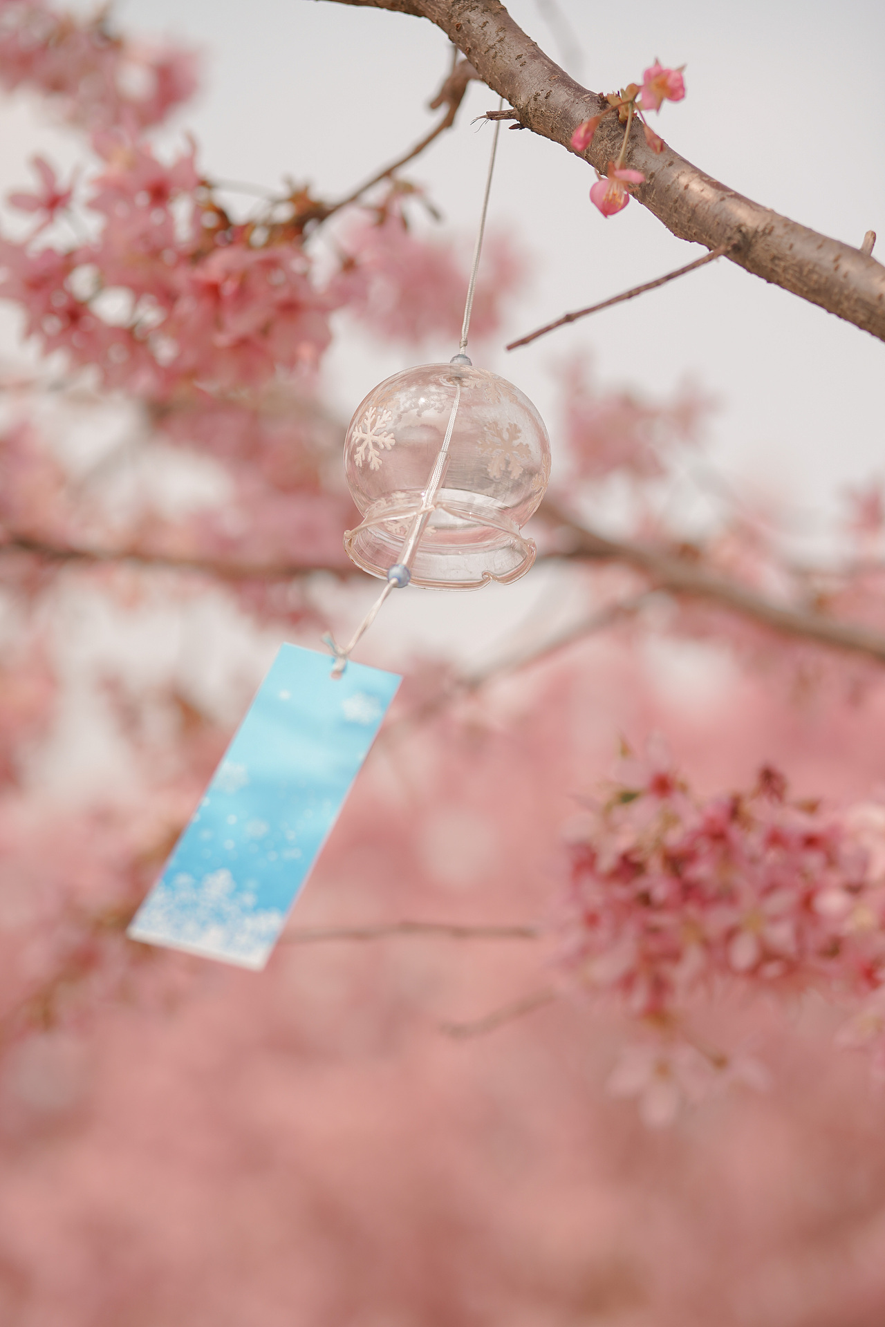樱花是春天最美的文案（图ZMjkxNDIyMjgw） - 人像摄影 - 站酷设计师阿秋zoe原创素材 - 站酷ZCOOL