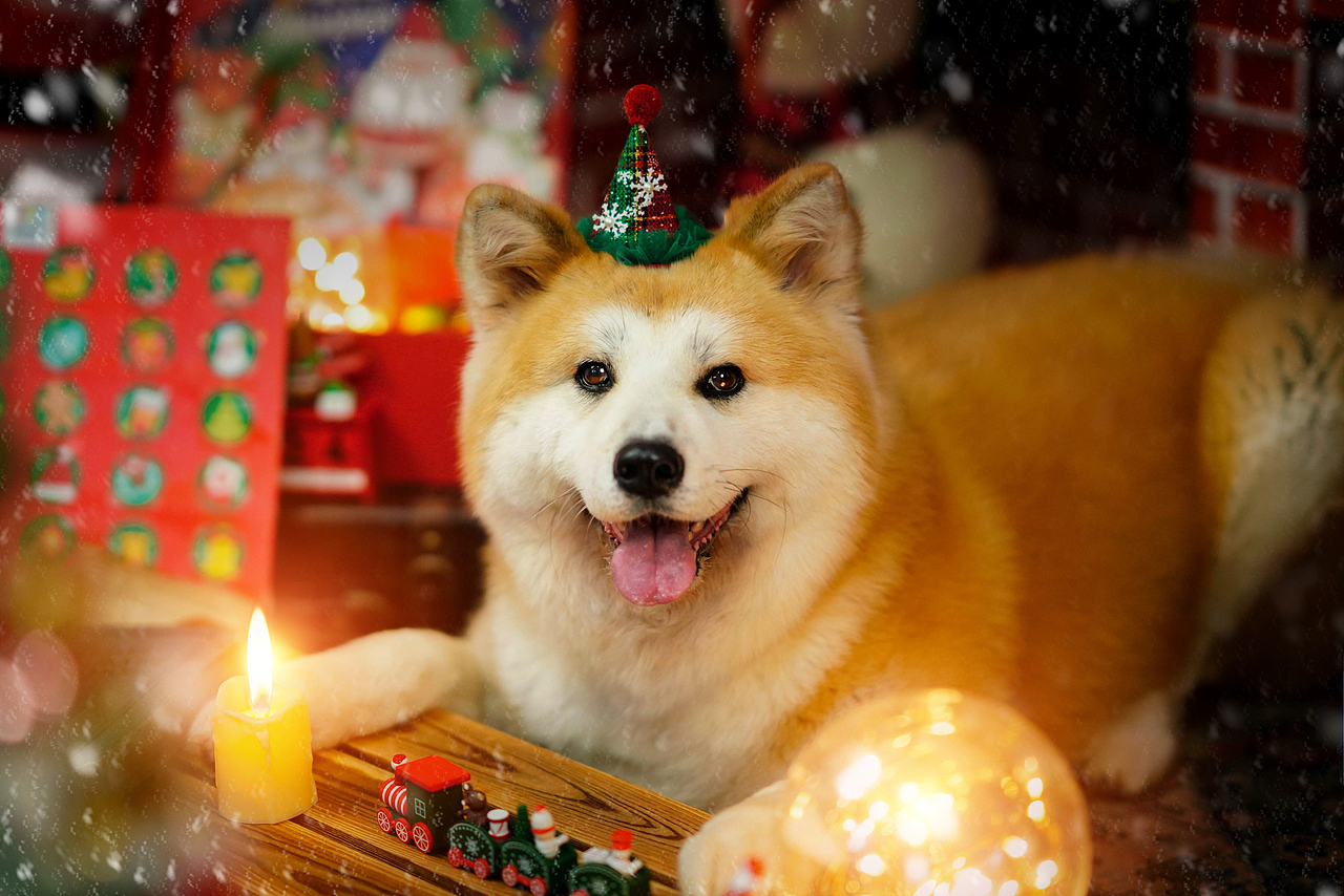 秋田犬合集宠爱拾光