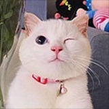 清和十七的头像