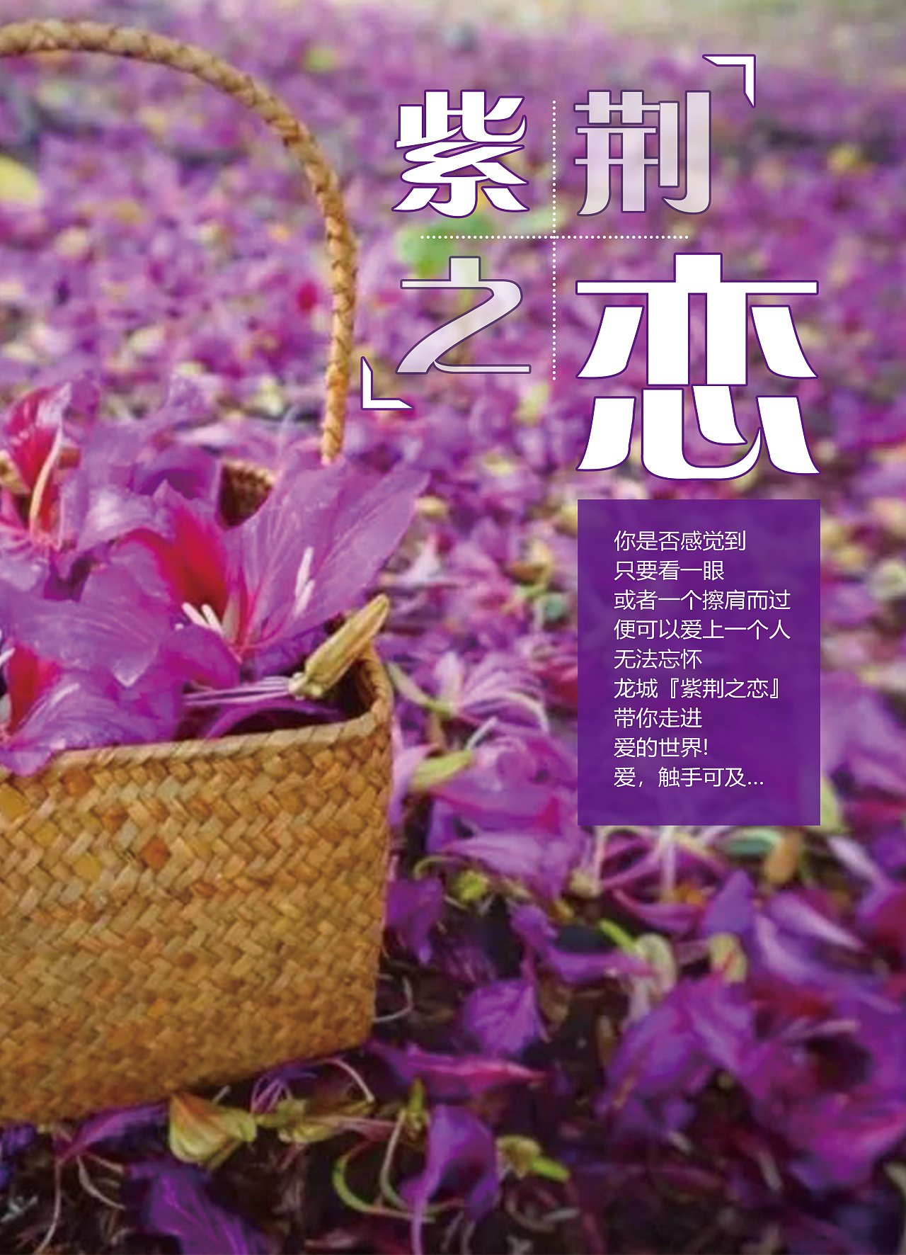 紫荆花