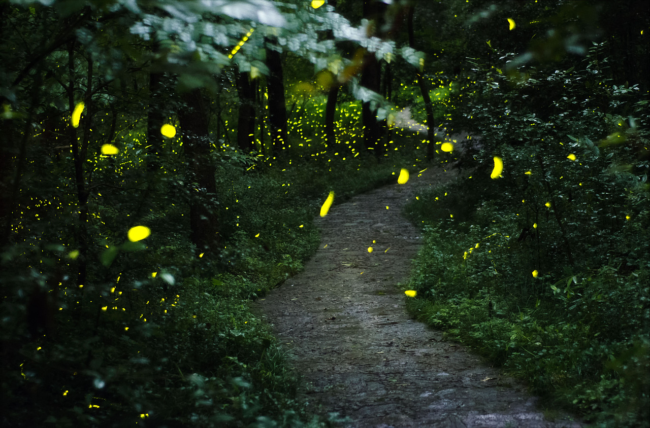 萤火虫在森林里飞舞在泰国的Prachinburi，萤火虫在夜晚的灌木丛中。长期曝光照片.高清摄影大图-千库网