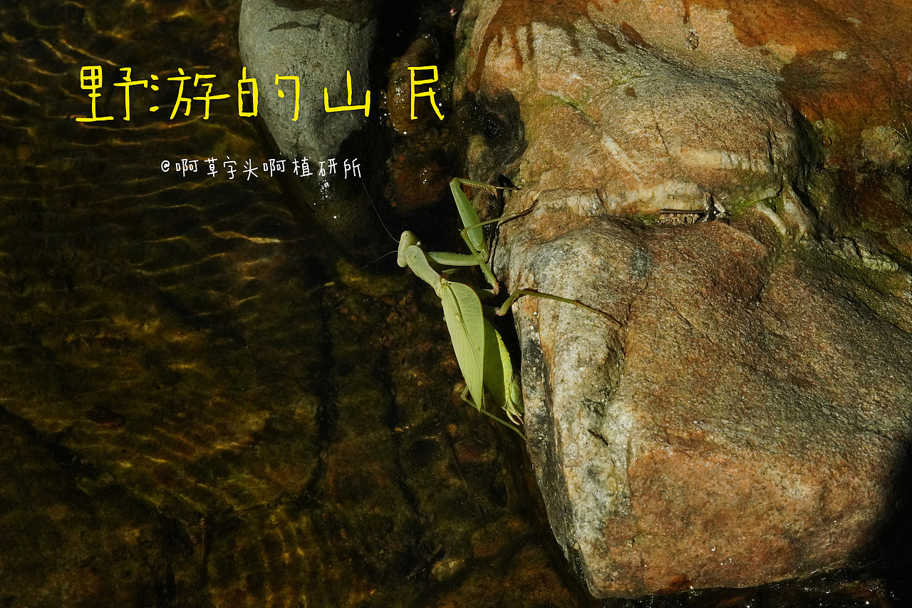国庆营-野游的山民
