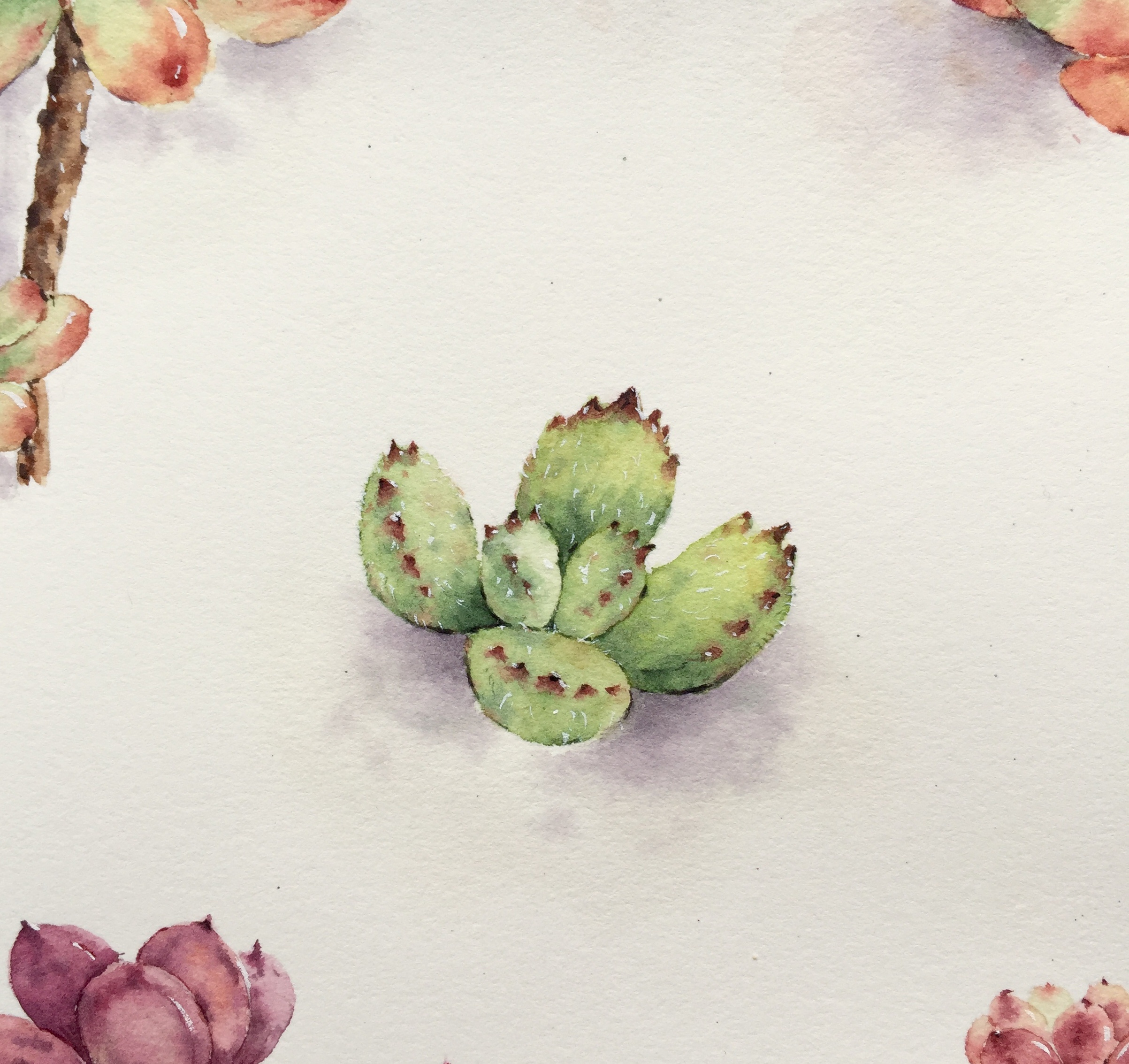 多肉水彩_鹿芩水彩-站酷zcool