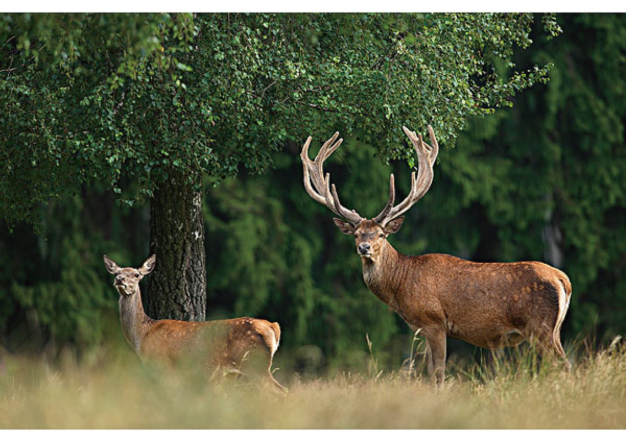 蔚林红木家具LOGO设计（图ZMzM1NTA4MDQ=） - Logo - 站酷设计师黄金加蓓原创素材 - 站酷ZCOOL