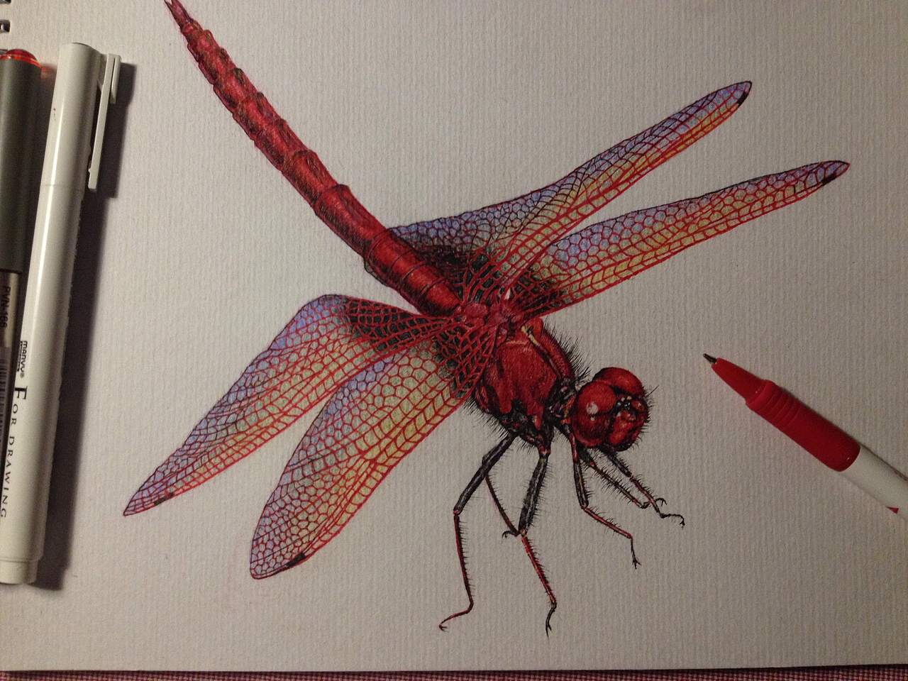 红色圆珠笔,中性笔,彩铅《红蜻蜓》