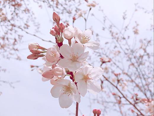 樱花