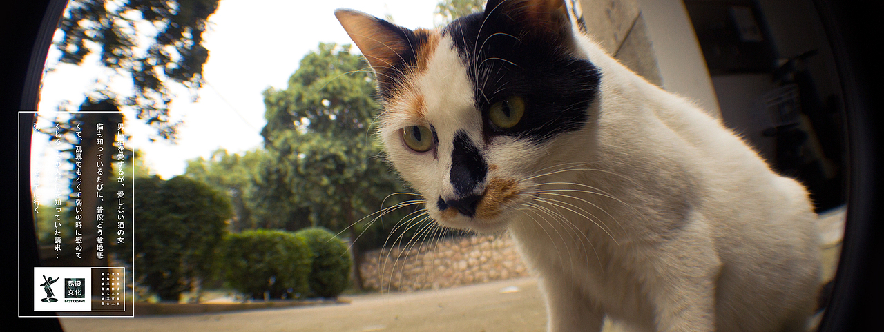 瞄子喵孙练习（图ZMzQ0MTA5NTY=） - 宠物摄影 - 站酷设计师HAOHAO设计原创素材 - 站酷ZCOOL