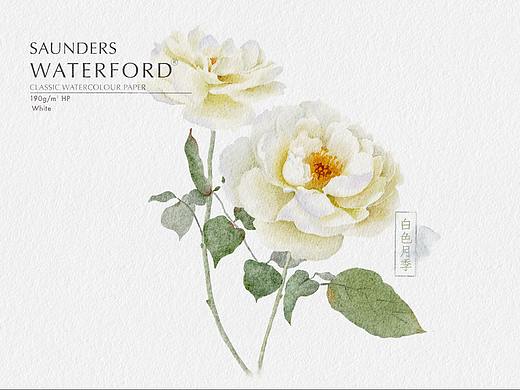 iPAD水彩 | 白色月季（视频）