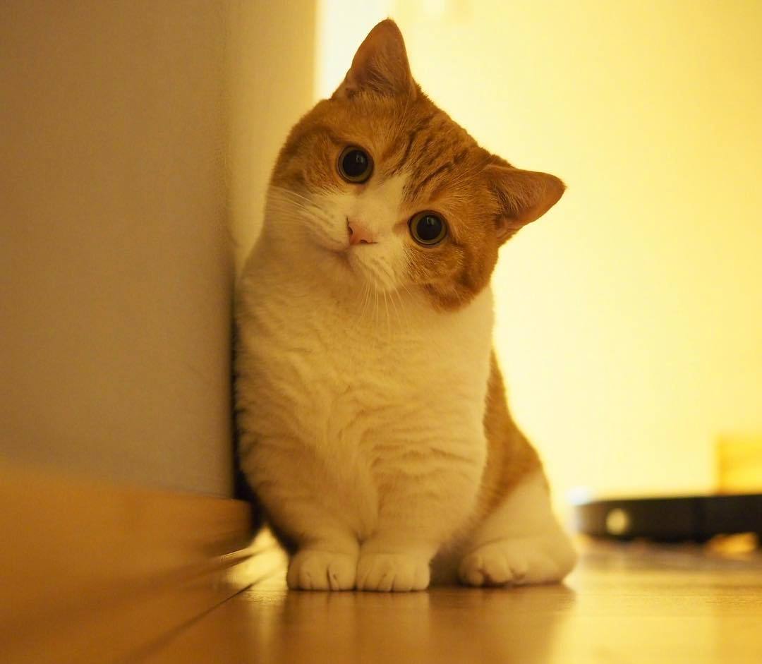 二月初的個(gè)人主頁(yè)（背景預(yù)覽） - 主頁(yè)背景設(shè)置 - 站酷設(shè)計(jì)師二月初原創(chuàng)素材 - 站酷ZCOOL