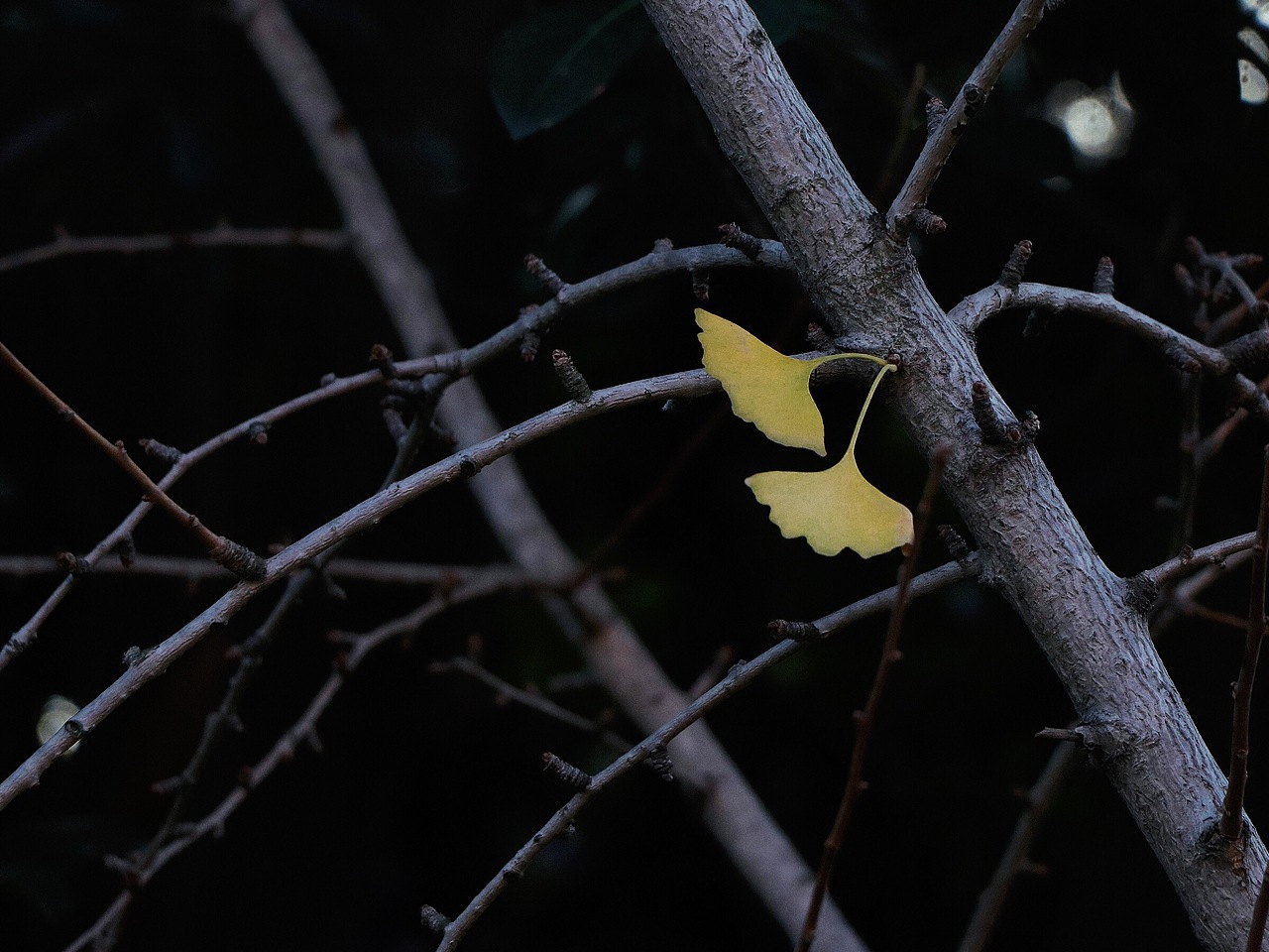 泉州承天寺（圖ZMTA2NjMwMDM2） - 人文/紀實攝影 - 站酷設(shè)計師LUOJING醬原創(chuàng)素材 - 站酷ZCOOL