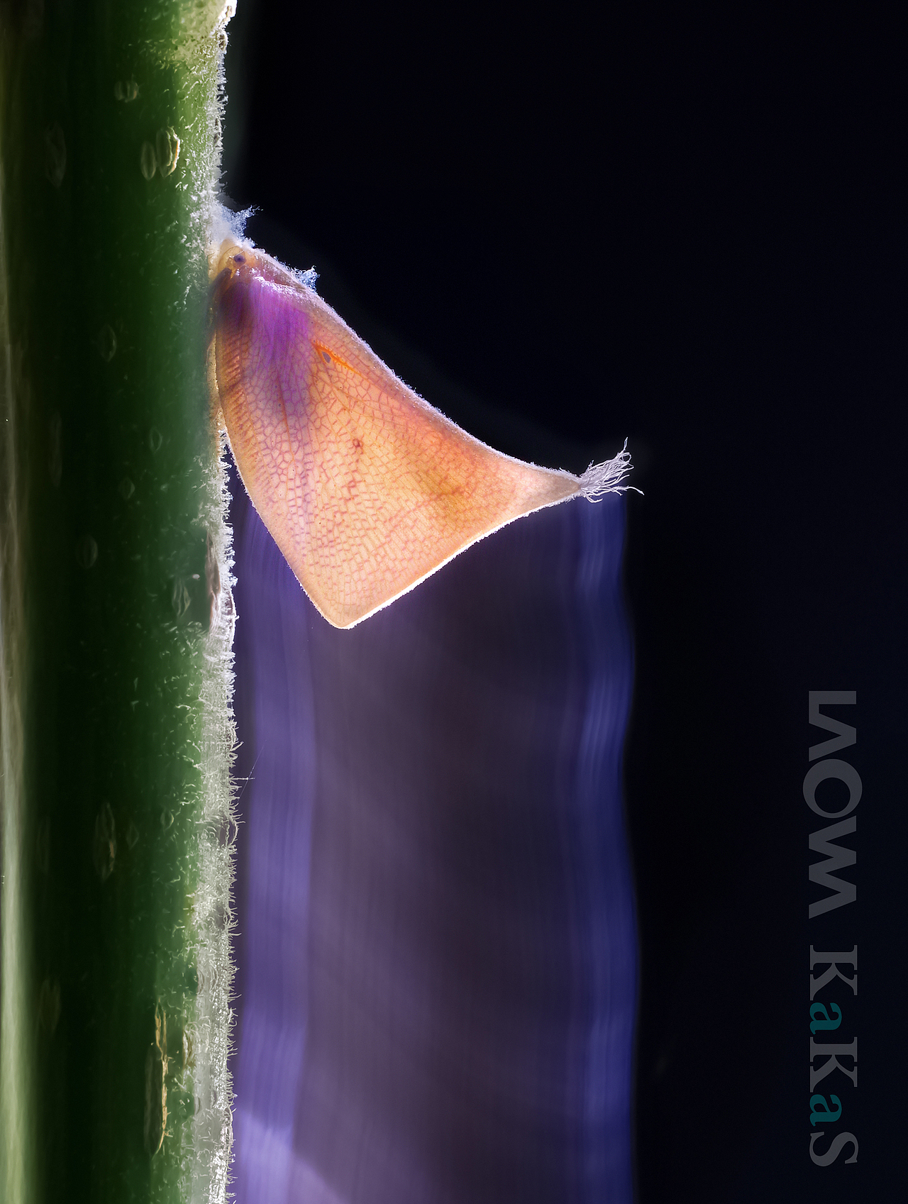 一堆素材来袭，各种风格（图ZNTUxMjUxNzI=） - 风光摄影 - 站酷设计师瓜哥微距摄影原创素材 - 站酷ZCOOL