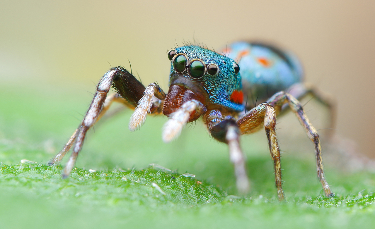 漂亮的【蓝翠蛛】|摄影|风光摄影|瓜哥微距摄影 - 原创作品 - 站酷