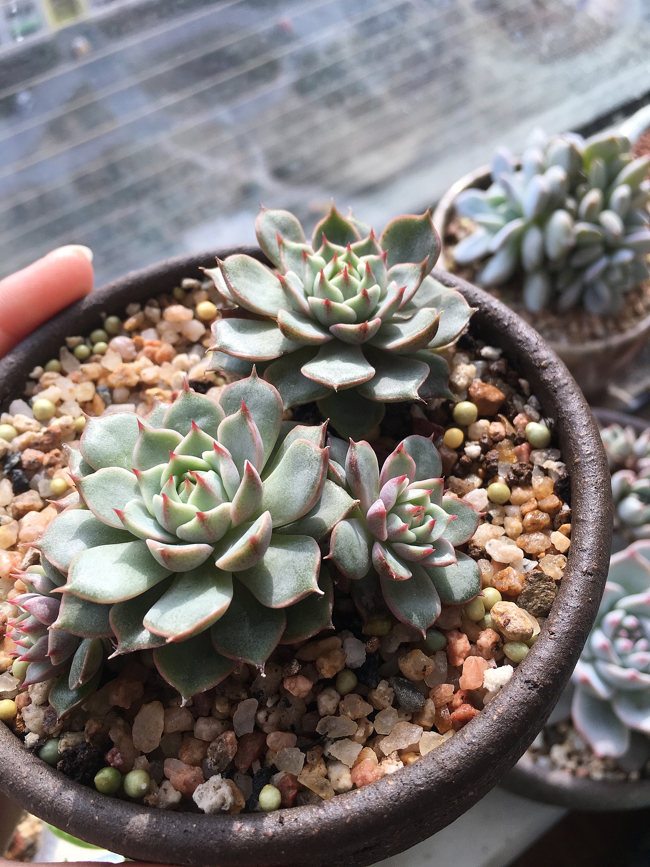 苯巴斯基。好牛逼的名字。这货的生长形状好像我们原来拿塑料管折的小星星