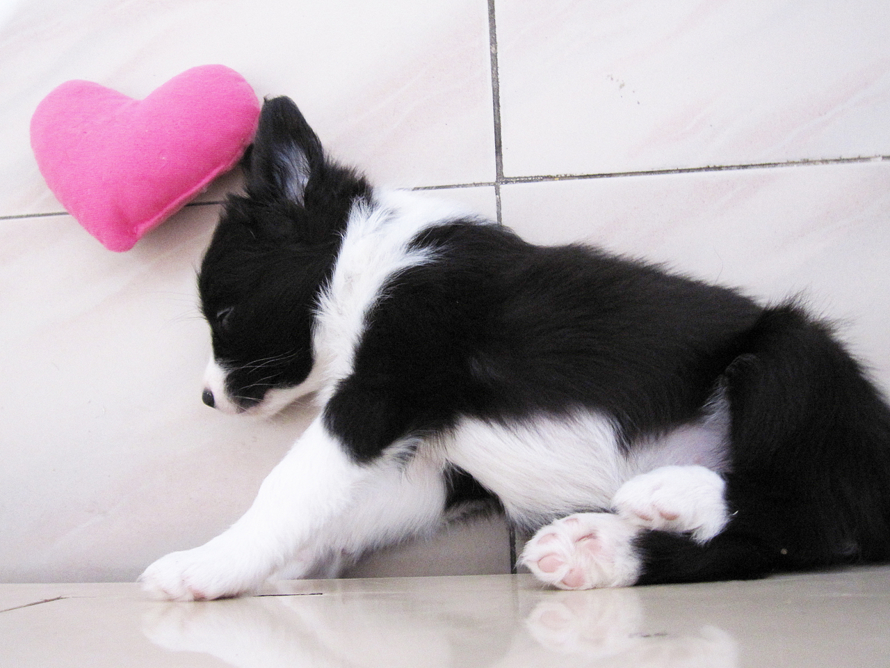 给自家狗子们的小画（图ZODMzNDQ0MDQ=） - 商业插画 - 站酷设计师清寂泽原创素材 - 站酷ZCOOL