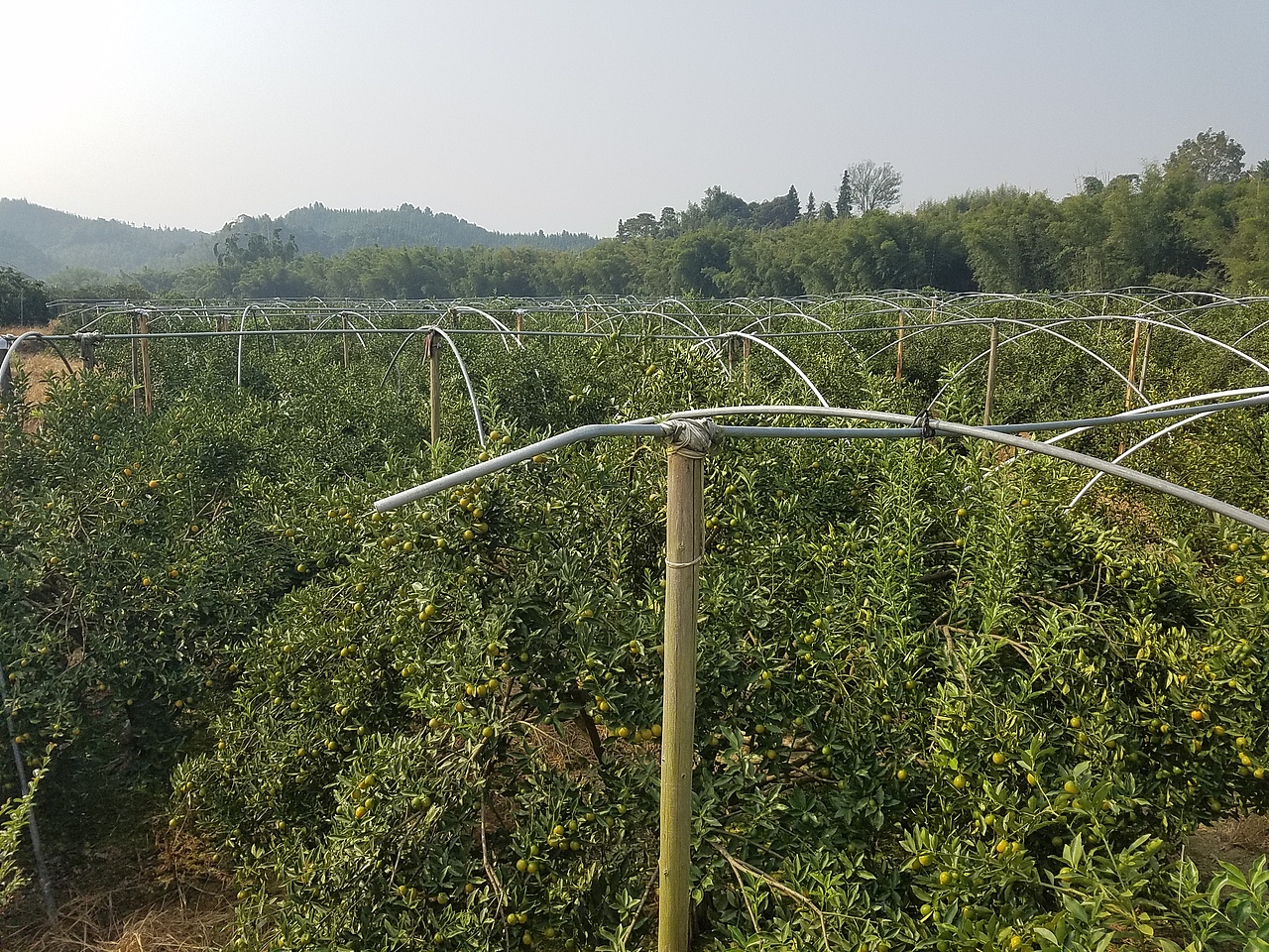 老男人果品融安金桔