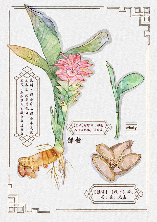 【本草纲目】水彩手绘图鉴