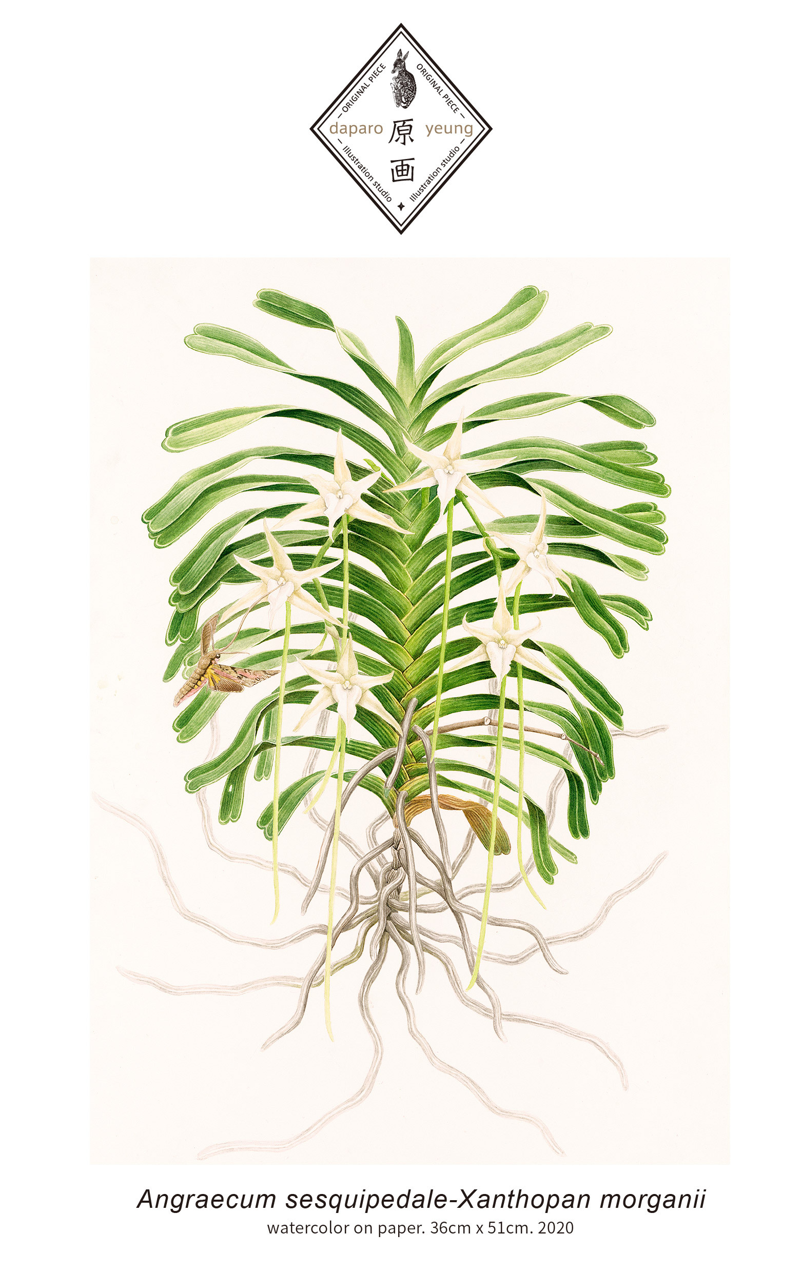 「daparo yeung」大彗星风兰,长喙天蛾胸针设计