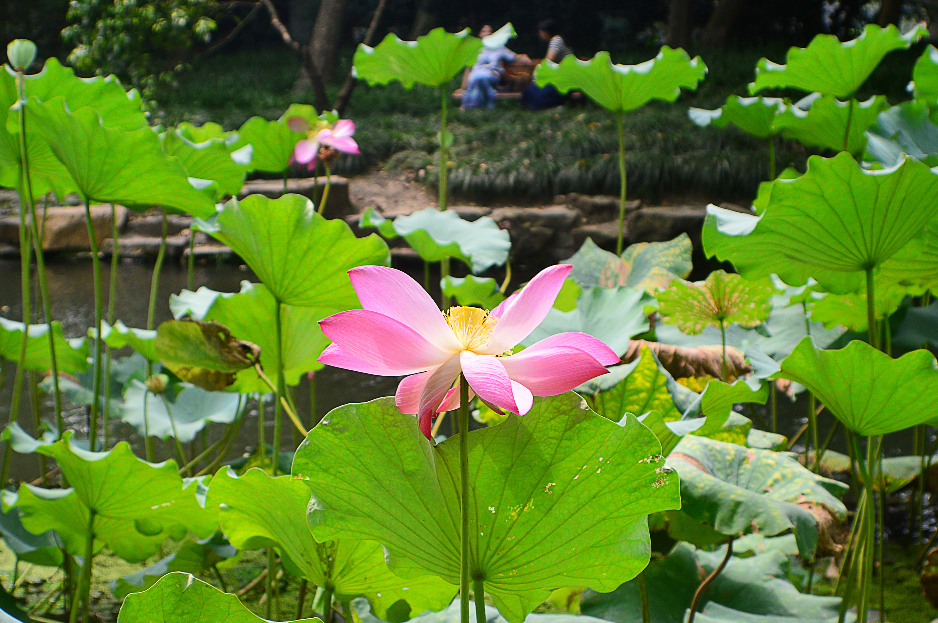 荷叶与荷|摄影|静物|木易十三香 - 原创作品 - 站酷 (zcool)