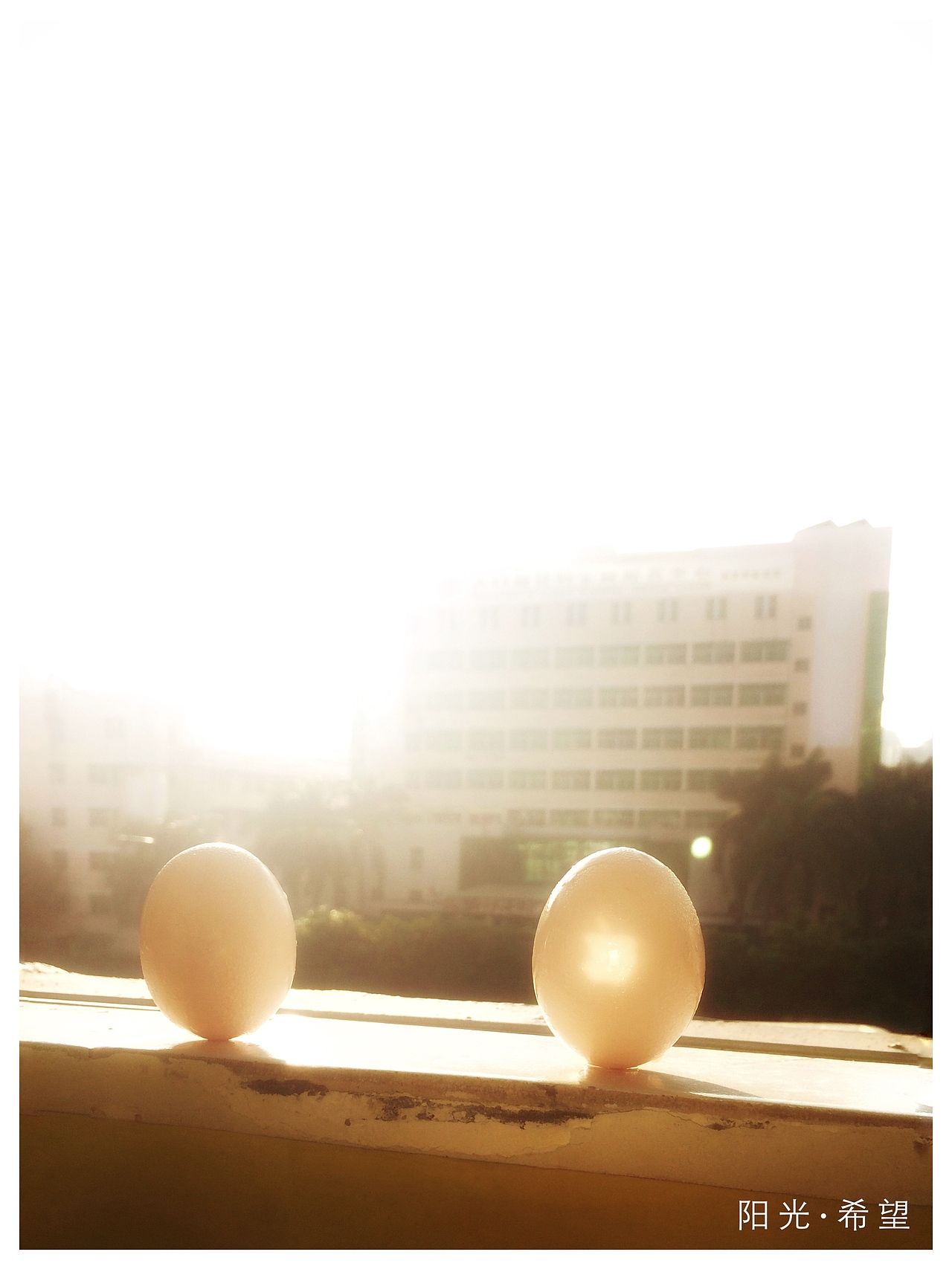 手机摄影“蛋定”