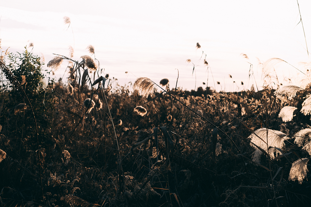 邂逅郊外的野草地（图ZMjgyMzM5MjY4） - 风光摄影 - 站酷设计师糖糖的早茶原创素材 - 站酷ZCOOL