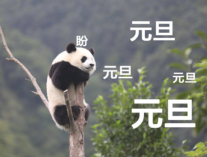 国庆节——熊猫