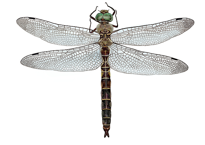 插画作品（图ZMjQwNTQxNDQ=） - 商业插画 - 站酷设计师彩虹谷_66原创素材 - 站酷ZCOOL