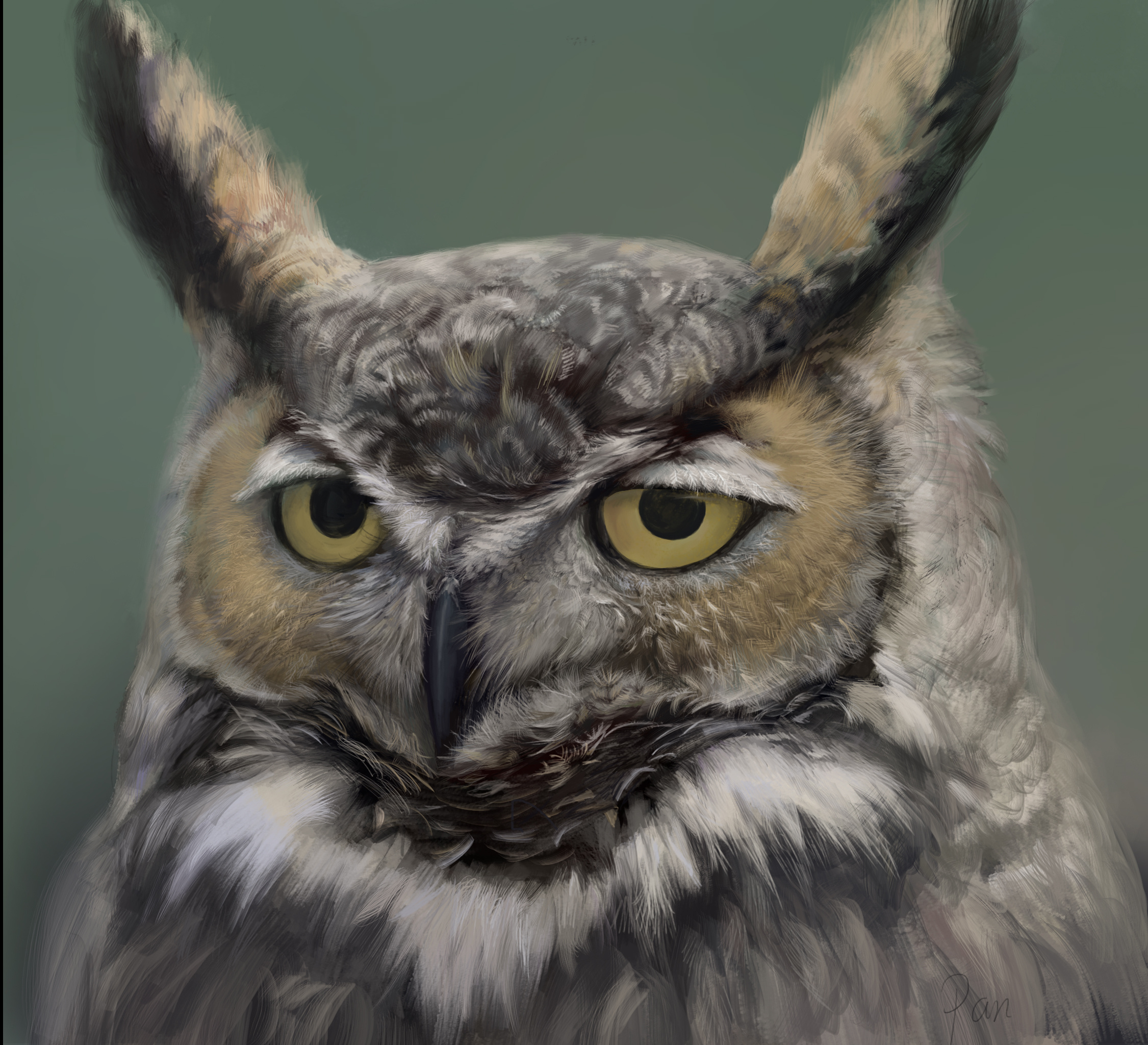 画照片之猫头鹰