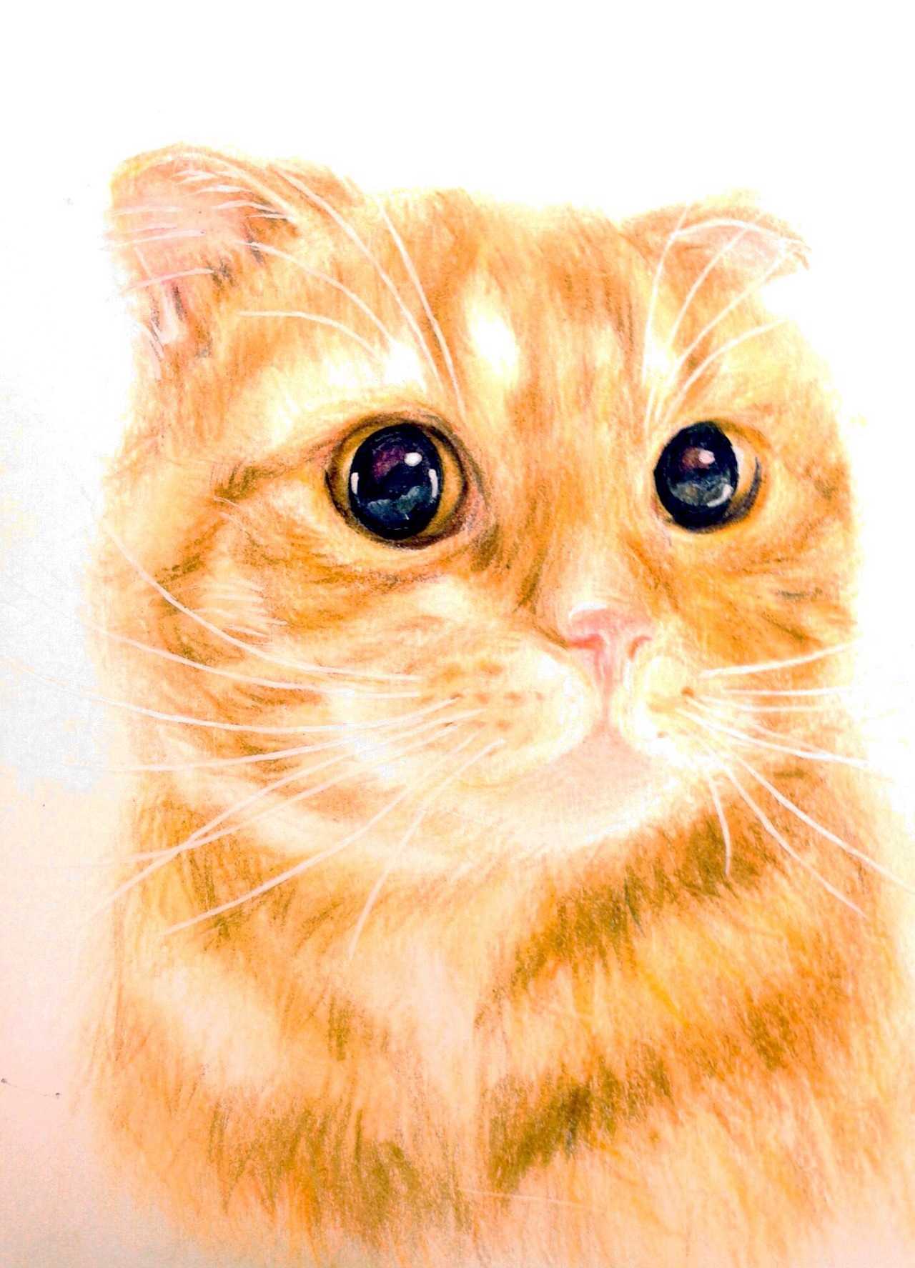 3幅萌猫彩铅画图片欣赏-露西学画画