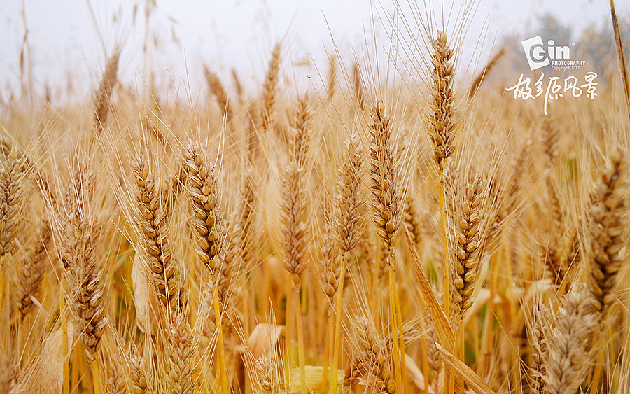 拍照 | 故乡原风景、
