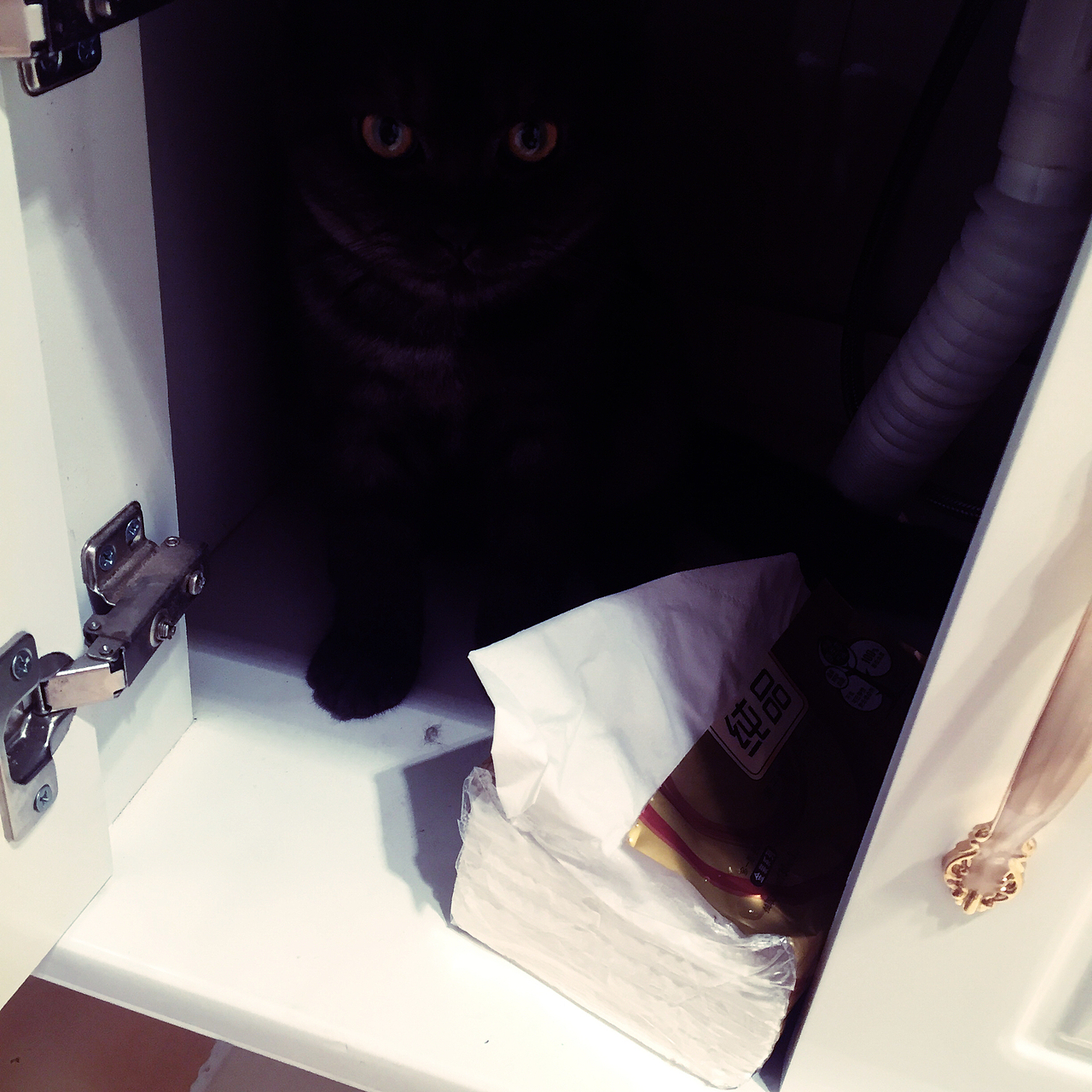 我与煤球共同完成