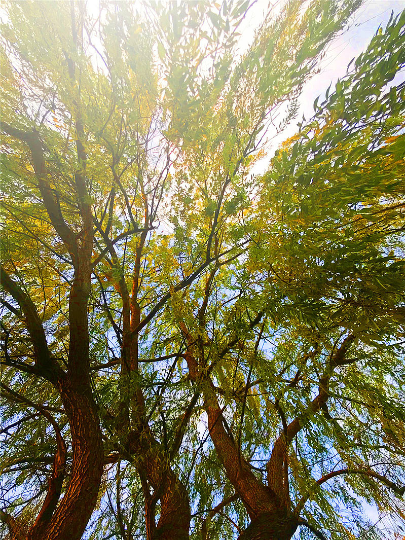 刘勇良手机纪实摄影:北京初冬的早晨