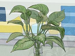 植物隨筆，辦公桌前的幾片綠葉