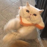 懒觉太好睡了的头像