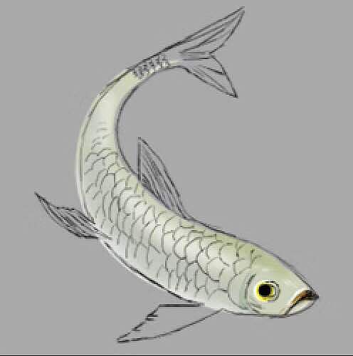 青鱼（图ZMTE0MzQzODUy） - 游戏UI - 站酷设计师Saveyouth原创素材 - 站酷ZCOOL