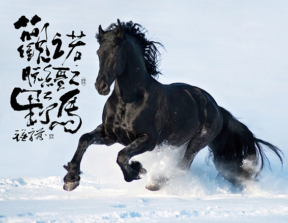 手写书法视频观之若脱缰之野马