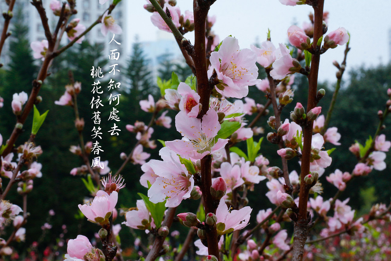 人面不知何處去 桃花依舊笑春風（图ZMTA1OTM5MzI0） - 产品摄影 - 站酷设计师黄德志原创素材 - 站酷ZCOOL