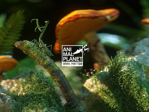 ANIMAL PLANET | 动物星球  蜘蛛/螳螂/蘑菇