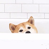 Baiy小白的头像